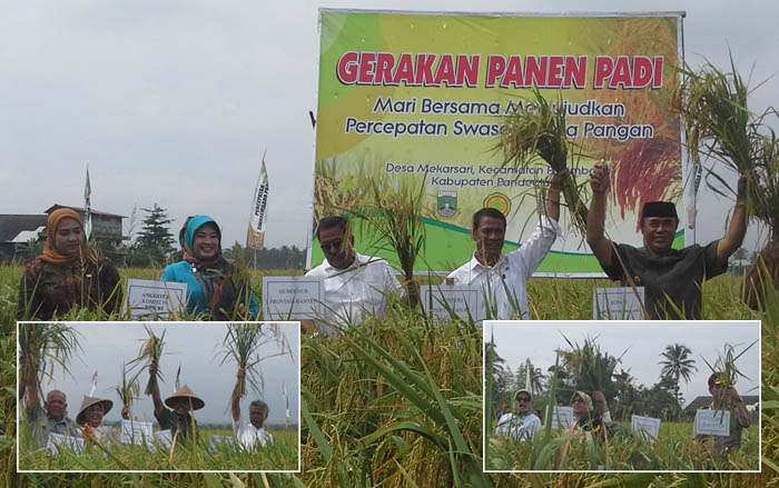 Panen Januari-April 2015 Hasilkan 32,85 Juta Ton GKG